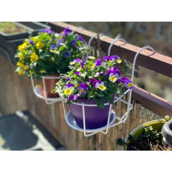 Pansy Plants pansy plant-3990155-88768.webp